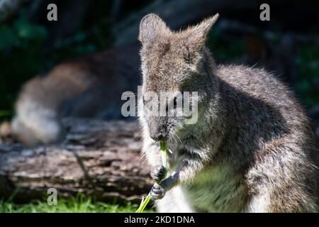 Un Wallaby fotografato al Manor Wildlife Park a Tenby, Galles occidentale. Foto Stock