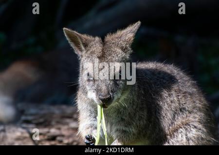 Un Wallaby fotografato al Manor Wildlife Park a Tenby, Galles occidentale. Foto Stock