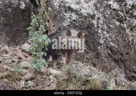 Iena marrone cucciolo in tana Foto Stock