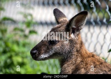 Un Wallaby fotografato al Manor Wildlife Park a Tenby, Galles occidentale. Foto Stock