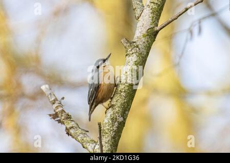 Il nuthatch eurasiatico o nuthatch di legno - Sitta europaea- un piccolo uccello passerino come visto macchiato arroccato sui rami dell'albero in una foresta con uno stagno del lago nella natura, l'habitat naturale per gli uccelli vicino all'ambiente urbano di Eindhoven nel Parco Meerland vicino Meerhoven. Eindhoven, Paesi Bassi il 29 gennaio 2022 (Foto di Nicolas Economou/NurPhoto) Foto Stock