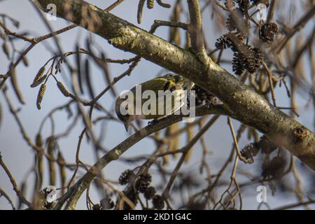 La pelle eurasiatica - Spinus spinus è un piccolo uccello passerino della famiglia Fringillidae. È anche chiamato la pelle laterale europea, la pelle comune o solo la pelle laterale. Altri nomi arcaici includono l'uccello e l'aberdevine di orzo dal taglio nero. Il piccolo uccello posto arroccato sui rami di albero e cespugli in una foresta con un laghetto nella natura, l'ambiente habitat naturale per gli uccelli vicino all'ambiente urbano di Eindhoven nel Parco Meerland vicino Meerhoven. Eindhoven, Paesi Bassi il 29 gennaio 2022 (Foto di Nicolas Economou/NurPhoto) Foto Stock
