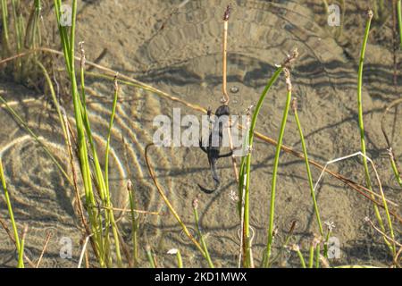 Fauna selvatica in Grecia. Il novelletto alpino (Ichthyosaura alpestris) un rettile anpibiano con il caratteristico ventre arancione, I. veluchiensis (specie) trovato in Grecia, il Mesotriton alpestris veluchiensis. Il novello alpino come avvistato nel lago Drakolimni del monte Timfi vicino alle vette Astraka e Ploskos. Drakolimni significa Lago Drago è il nome del lago subalpino nella Grecia nordoccidentale nella catena montuosa del Pindus nella regione dell'Epiro. Drakolimni Tymfi, Grecia il 8 ottobre 2021 (Foto di Nicolas Economou/NurPhoto) Foto Stock