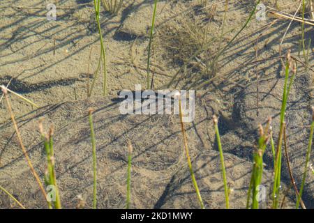 Fauna selvatica in Grecia. Il novelletto alpino (Ichthyosaura alpestris) un rettile anpibiano con il caratteristico ventre arancione, I. veluchiensis (specie) trovato in Grecia, il Mesotriton alpestris veluchiensis. Il novello alpino come avvistato nel lago Drakolimni del monte Timfi vicino alle vette Astraka e Ploskos. Drakolimni significa Lago Drago è il nome del lago subalpino nella Grecia nordoccidentale nella catena montuosa del Pindus nella regione dell'Epiro. Drakolimni Tymfi, Grecia il 8 ottobre 2021 (Foto di Nicolas Economou/NurPhoto) Foto Stock