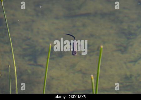 Fauna selvatica in Grecia. Il novelletto alpino (Ichthyosaura alpestris) un rettile anpibiano con il caratteristico ventre arancione, I. veluchiensis (specie) trovato in Grecia, il Mesotriton alpestris veluchiensis. Il novello alpino come avvistato nel lago Drakolimni del monte Timfi vicino alle vette Astraka e Ploskos. Drakolimni significa Lago Drago è il nome del lago subalpino nella Grecia nordoccidentale nella catena montuosa del Pindus nella regione dell'Epiro. Drakolimni Tymfi, Grecia il 8 ottobre 2021 (Foto di Nicolas Economou/NurPhoto) Foto Stock