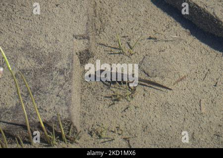 Fauna selvatica in Grecia. Il novelletto alpino (Ichthyosaura alpestris) un rettile anpibiano con il caratteristico ventre arancione, I. veluchiensis (specie) trovato in Grecia, il Mesotriton alpestris veluchiensis. Il novello alpino come avvistato nel lago Drakolimni del monte Timfi vicino alle vette Astraka e Ploskos. Drakolimni significa Lago Drago è il nome del lago subalpino nella Grecia nordoccidentale nella catena montuosa del Pindus nella regione dell'Epiro. Drakolimni Tymfi, Grecia il 8 ottobre 2021 (Foto di Nicolas Economou/NurPhoto) Foto Stock