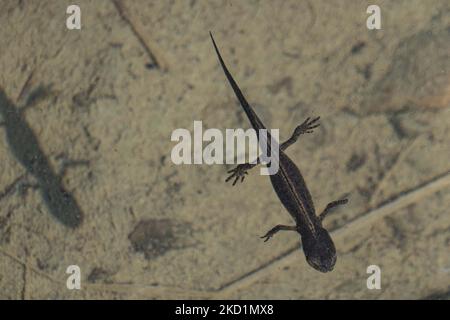 Fauna selvatica in Grecia. Il novelletto alpino (Ichthyosaura alpestris) un rettile anpibiano con il caratteristico ventre arancione, I. veluchiensis (specie) trovato in Grecia, il Mesotriton alpestris veluchiensis. Il novello alpino come avvistato nel lago Drakolimni del monte Timfi vicino alle vette Astraka e Ploskos. Drakolimni significa Lago Drago è il nome del lago subalpino nella Grecia nordoccidentale nella catena montuosa del Pindus nella regione dell'Epiro. Drakolimni Tymfi, Grecia il 8 ottobre 2021 (Foto di Nicolas Economou/NurPhoto) Foto Stock
