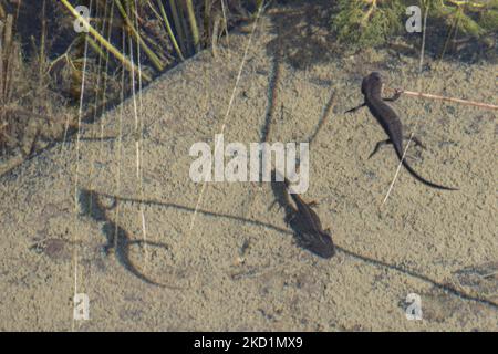 Fauna selvatica in Grecia. Il novelletto alpino (Ichthyosaura alpestris) un rettile anpibiano con il caratteristico ventre arancione, I. veluchiensis (specie) trovato in Grecia, il Mesotriton alpestris veluchiensis. Il novello alpino come avvistato nel lago Drakolimni del monte Timfi vicino alle vette Astraka e Ploskos. Drakolimni significa Lago Drago è il nome del lago subalpino nella Grecia nordoccidentale nella catena montuosa del Pindus nella regione dell'Epiro. Drakolimni Tymfi, Grecia il 8 ottobre 2021 (Foto di Nicolas Economou/NurPhoto) Foto Stock