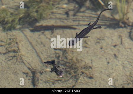 Fauna selvatica in Grecia. Il novelletto alpino (Ichthyosaura alpestris) un rettile anpibiano con il caratteristico ventre arancione, I. veluchiensis (specie) trovato in Grecia, il Mesotriton alpestris veluchiensis. Il novello alpino come avvistato nel lago Drakolimni del monte Timfi vicino alle vette Astraka e Ploskos. Drakolimni significa Lago Drago è il nome del lago subalpino nella Grecia nordoccidentale nella catena montuosa del Pindus nella regione dell'Epiro. Drakolimni Tymfi, Grecia il 8 ottobre 2021 (Foto di Nicolas Economou/NurPhoto) Foto Stock