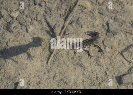 Fauna selvatica in Grecia. Il novelletto alpino (Ichthyosaura alpestris) un rettile anpibiano con il caratteristico ventre arancione, I. veluchiensis (specie) trovato in Grecia, il Mesotriton alpestris veluchiensis. Il novello alpino come avvistato nel lago Drakolimni del monte Timfi vicino alle vette Astraka e Ploskos. Drakolimni significa Lago Drago è il nome del lago subalpino nella Grecia nordoccidentale nella catena montuosa del Pindus nella regione dell'Epiro. Drakolimni Tymfi, Grecia il 8 ottobre 2021 (Foto di Nicolas Economou/NurPhoto) Foto Stock