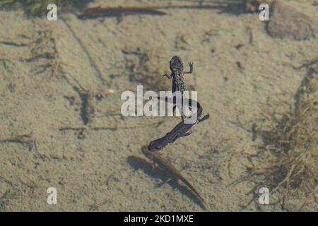 Fauna selvatica in Grecia. Il novelletto alpino (Ichthyosaura alpestris) un rettile anpibiano con il caratteristico ventre arancione, I. veluchiensis (specie) trovato in Grecia, il Mesotriton alpestris veluchiensis. Il novello alpino come avvistato nel lago Drakolimni del monte Timfi vicino alle vette Astraka e Ploskos. Drakolimni significa Lago Drago è il nome del lago subalpino nella Grecia nordoccidentale nella catena montuosa del Pindus nella regione dell'Epiro. Drakolimni Tymfi, Grecia il 8 ottobre 2021 (Foto di Nicolas Economou/NurPhoto) Foto Stock