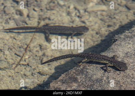 Fauna selvatica in Grecia. Il novelletto alpino (Ichthyosaura alpestris) un rettile anpibiano con il caratteristico ventre arancione, I. veluchiensis (specie) trovato in Grecia, il Mesotriton alpestris veluchiensis. Il novello alpino come avvistato nel lago Drakolimni del monte Timfi vicino alle vette Astraka e Ploskos. Drakolimni significa Lago Drago è il nome del lago subalpino nella Grecia nordoccidentale nella catena montuosa del Pindus nella regione dell'Epiro. Drakolimni Tymfi, Grecia il 8 ottobre 2021 (Foto di Nicolas Economou/NurPhoto) Foto Stock