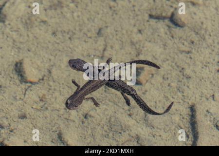 Fauna selvatica in Grecia. Il novelletto alpino (Ichthyosaura alpestris) un rettile anpibiano con il caratteristico ventre arancione, I. veluchiensis (specie) trovato in Grecia, il Mesotriton alpestris veluchiensis. Il novello alpino come avvistato nel lago Drakolimni del monte Timfi vicino alle vette Astraka e Ploskos. Drakolimni significa Lago Drago è il nome del lago subalpino nella Grecia nordoccidentale nella catena montuosa del Pindus nella regione dell'Epiro. Drakolimni Tymfi, Grecia il 8 ottobre 2021 (Foto di Nicolas Economou/NurPhoto) Foto Stock
