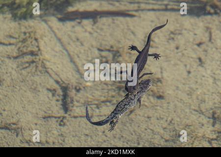 Fauna selvatica in Grecia. Il novelletto alpino (Ichthyosaura alpestris) un rettile anpibiano con il caratteristico ventre arancione, I. veluchiensis (specie) trovato in Grecia, il Mesotriton alpestris veluchiensis. Il novello alpino come avvistato nel lago Drakolimni del monte Timfi vicino alle vette Astraka e Ploskos. Drakolimni significa Lago Drago è il nome del lago subalpino nella Grecia nordoccidentale nella catena montuosa del Pindus nella regione dell'Epiro. Drakolimni Tymfi, Grecia il 8 ottobre 2021 (Foto di Nicolas Economou/NurPhoto) Foto Stock