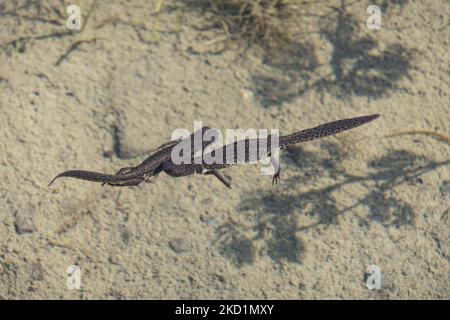 Fauna selvatica in Grecia. Il novelletto alpino (Ichthyosaura alpestris) un rettile anpibiano con il caratteristico ventre arancione, I. veluchiensis (specie) trovato in Grecia, il Mesotriton alpestris veluchiensis. Il novello alpino come avvistato nel lago Drakolimni del monte Timfi vicino alle vette Astraka e Ploskos. Drakolimni significa Lago Drago è il nome del lago subalpino nella Grecia nordoccidentale nella catena montuosa del Pindus nella regione dell'Epiro. Drakolimni Tymfi, Grecia il 8 ottobre 2021 (Foto di Nicolas Economou/NurPhoto) Foto Stock