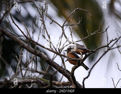 Un paio di starring dalla coda di castagno (Sturnia malabarica), chiamato anche starring dalla testa grigia e myna dalla testa grigia, è un membro della famiglia starring, seduto sull'albero dell'esca indiana (Marmelos dell'Aegle) che fa varie espressioni a Tehatta, Bengala Occidentale; India il 31/01/2022. (Foto di Soumyabrata Roy/NurPhoto) Foto Stock