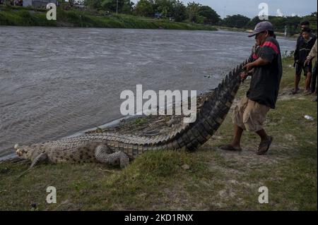 Un residente detiene la coda di un coccodrillo selvatico che misura circa quattro metri che si sposta nel fiume Palu, la città di Palu, la provincia centrale di Sulawesi, Indonesia il 3 febbraio 2022. I coccodrilli selvatici che hanno reso il fiume il loro habitat sono spesso uno spettacolo quando prendono il sole e sono intrattenimento per i residenti locali. Decine di coccodrilli selvatici vivono nel fiume. Spesso si verificano diversi incidenti di attacchi di coccodrillo contro i residenti. Il governo locale non poteva impedirlo perché non aveva strutture per i coccodrilli prigionieri. (Foto di Basri Marzuki/NurPhoto) Foto Stock