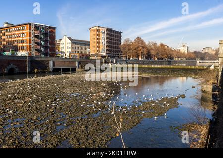 L'estrema secchezza della Dora Riparia, affluente del po, nella parte che passa a Torino. Dopo un periodo di siccità costante, il fiume po e il suo bacino hanno una portata d'acqua inferiore alla metà del normale. Le previsioni a lungo termine non indicano che a breve termine il tempo cambierà con le precipitazioni persistenti. La siccità non è un fenomeno insolito, ma la frequenza con cui si ripresenta negli ultimi anni sta diventando preoccupante anche per gli impatti che ha sugli animali, sulla flora e sulle attività agricole. (Foto di Mauro Ujetto/NurPhoto) Foto Stock