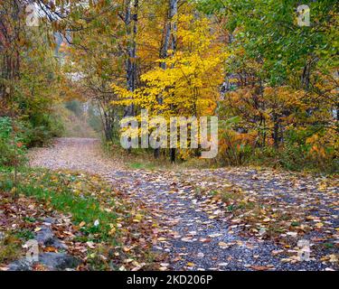 Colori autunnali brillanti circondano una strada rurale in Quebec Canada. Foto Stock