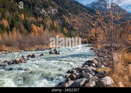 Il torrente Morteratsch scorre selvaggio nella regione dell'Engadina, in Svizzera, con alberi dorati di larix lungo la riva. Foto Stock