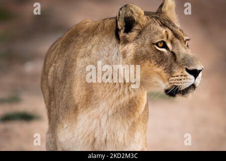Maestosa leonessa africana Regina della giungla Foto Stock
