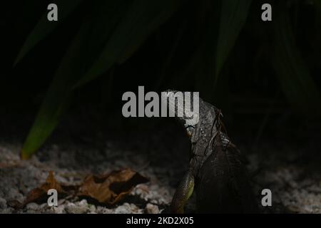 Iguana visto all'interno DELLO ZOO di Merida (Parque Zoológico del Centenario). Mercoledì 16 febbraio 2022, a Merida, Yucatan, Messico. (Foto di Artur Widak/NurPhoto) Foto Stock