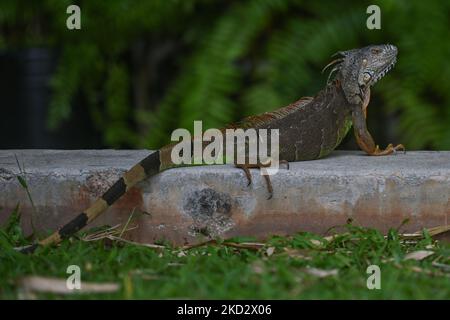 Iguana visto all'interno DELLO ZOO di Merida (Parque Zoológico del Centenario). Mercoledì 16 febbraio 2022, a Merida, Yucatan, Messico. (Foto di Artur Widak/NurPhoto) Foto Stock