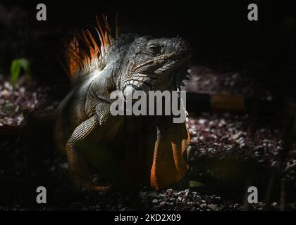 Iguana visto all'interno DELLO ZOO di Merida (Parque Zoológico del Centenario). Mercoledì 16 febbraio 2022, a Merida, Yucatan, Messico. (Foto di Artur Widak/NurPhoto) Foto Stock