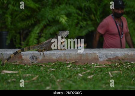 Iguana visto all'interno DELLO ZOO di Merida (Parque Zoológico del Centenario). Mercoledì 16 febbraio 2022, a Merida, Yucatan, Messico. (Foto di Artur Widak/NurPhoto) Foto Stock