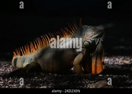 Iguana visto all'interno DELLO ZOO di Merida (Parque Zoológico del Centenario). Mercoledì 16 febbraio 2022, a Merida, Yucatan, Messico. (Foto di Artur Widak/NurPhoto) Foto Stock