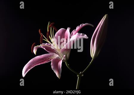 Foto in studio a chiave bassa di Oriental Pink Lily Foto Stock