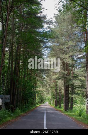 Un colpo verticale di una strada diritta fiancheggiata da alberi a Dombay, Karachay-Cherkess Repubblica, Russia Foto Stock