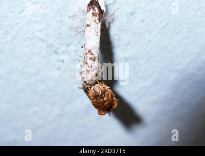 La falce piercing comune (Eudocima phalonia) è una foca della famiglia dei Noctuidi, sul gancio del soffitto. Si trova in gran parte dei tropici, principalmente in Asia, Africa e Australia, ma introdotto in altre aree come Hawaii, Nuova Zelanda e le Isole della Società. È uno dei principali parassiti della frutta nel mondo. Questa foto è stata scattata a Tehatta, West Bengala, India il 19/02/2022. (Foto di Soumyabrata Roy/NurPhoto) Foto Stock