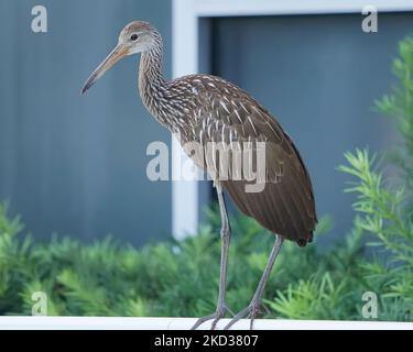 Vista ravvicinata del profilo di una Limpkin appollaiata davanti alle piante da una parete blu Foto Stock