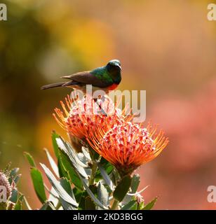 Primo piano verticale di un uccello solare maschio a doppio colletto del sud, Cinnyris calibeus. Foto Stock