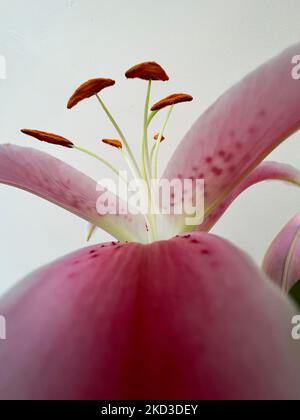 Giglio Rosa Orientale Foto Stock