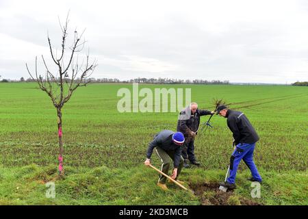 Hrusky, Repubblica Ceca. 05th Nov 2022. Nuovi alberi sono stati piantati tra Hrusky e Moravska Nova Ves villaggi per rinnovare viale distrutto da tornado l'anno scorso, Repubblica Ceca, 5 novembre 2022. Credit: Vaclav Salek/CTK Photo/Alamy Live News Foto Stock