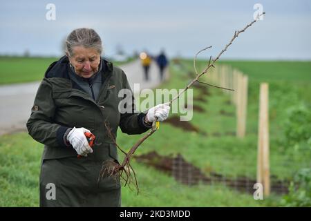 Hrusky, Repubblica Ceca. 05th Nov 2022. Nuovi alberi sono stati piantati tra Hrusky e Moravska Nova Ves villaggi per rinnovare viale distrutto da tornado l'anno scorso, Repubblica Ceca, 5 novembre 2022. Credit: Vaclav Salek/CTK Photo/Alamy Live News Foto Stock