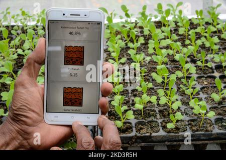 Un agricoltore monitora la crescita vegetale utilizzando l'app per la tecnologia agricola sul suo smartphone in un campo a Bogor, Java occidentale, Indonesia, 27 febbraio 2022. L’agricoltura digitale ha il potenziale per far avanzare molti degli obiettivi di sviluppo sostenibile (SDG) al fine di rendere l’agricoltura più produttiva, più coerente e utilizzare il tempo e le risorse in modo più efficiente. (Foto di Adriana Adie/NurPhoto) Foto Stock