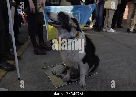 Un cane della comunità Ucraina siede su un ritratto del presidente russo Vladimir Putin, mentre un gruppo di persone protestano fuori dall'ambasciata russa a Città del Messico, dopo che il presidente russo ha ordinato l'inizio di una strategia militare e di un'offensiva in diverse città ucraine. (Foto di Gerardo Vieyra/NurPhoto) Foto Stock