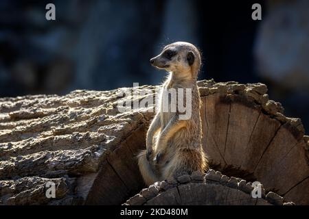 Meerkat si riposa su un tronco segato e si crogiola al sole. Foto Stock