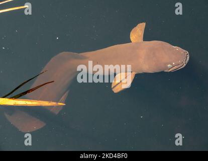 Un'anguilla bruna neozelandese longfin (Anguilla dieffenbachii) che nuota in acqua Foto Stock