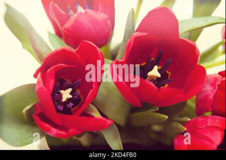 Sfondo astratto con tulipani rossi Foto Stock