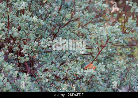 Squisitamente rivestito nativo Arctostaphylos Parryana grato di ombra sparsa in questo canyon riparia a oltre 8000 metri nei Monti San Emidio. Foto Stock