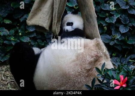 Il primo cucciolo di panda gigante di Singapore, denominato le le, condivide un momento intimo con sua madre, Jia Jia all'interno della mostra sulla Selva di panda gigante presso il Mandai River Wonders il 10 marzo 2022 a Singapore. Nato il 14 agosto 2021 e pesato alle 15,86kg (dal 8 marzo), le le è il primogenito del gigante panda Kai Kai e Jia Jia, nove anni dopo il loro primo arrivo a Singapore in prestito da Chengdu. (Foto di Suhaimi Abdullah/NurPhoto) Foto Stock