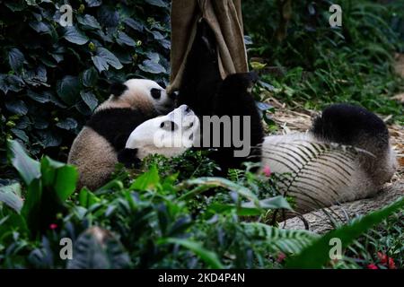 Il primo cucciolo di panda gigante di Singapore, denominato le le, condivide un momento intimo con sua madre, Jia Jia all'interno della mostra sulla Selva di panda gigante presso il Mandai River Wonders il 10 marzo 2022 a Singapore. Nato il 14 agosto 2021 e pesato alle 15,86kg (dal 8 marzo), le le è il primogenito del gigante panda Kai Kai e Jia Jia, nove anni dopo il loro primo arrivo a Singapore in prestito da Chengdu. (Foto di Suhaimi Abdullah/NurPhoto) Foto Stock