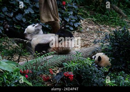 Il primo cucciolo di panda gigante di Singapore, denominato le le (R), si presenta alla madre, Jia Jia Inside the Giant Panda Forest, alla mostra Mandai River Wonders il 10 marzo 2022 a Singapore. Nato il 14 agosto 2021 e pesato alle 15,86kg (dal 8 marzo), le le è il primogenito del gigante panda Kai Kai e Jia Jia, nove anni dopo il loro primo arrivo a Singapore in prestito da Chengdu. (Foto di Suhaimi Abdullah/NurPhoto) Foto Stock