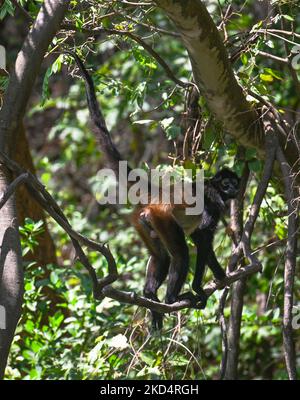 Scimmia ragno messicana (Ateles geoffroyi vellerosus) in colletto albero con trasmettitore nel Parco Nazionale del Canyon Sumidero. Mercoledì 9 marzo 2022, a Tuxtla Gutiérrez, Chiapas, Messico. (Foto di Artur Widak/NurPhoto) Foto Stock
