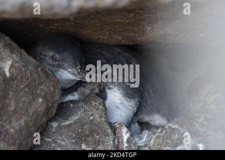 Un piccolo pinguino blu riposa in un nido a Allans Beach a Portobello, spiaggia della penisola di Otago vicino a Dunedin, Nuova Zelanda il 11 marzo 2022. La penisola di Otago di Dunedin è una delle destinazioni più popolari della Nuova Zelanda, con pinguini dagli occhi gialli, leoni marini, foche da pelliccia e altri animali selvatici. I pinguini Little Blue sono i pinguini più piccoli del mondo. Sono alti circa 30cm metri, pesano circa 1kg kg come adulti e vivono all'età di circa 8-10 anni. (Foto di Sanka Vidanagama/NurPhoto) Foto Stock