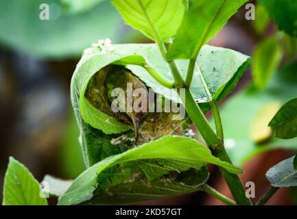 Il comune Tailorbird (ortotomus sutorius) sta costruendo un nido. Questi piccoli uccelli (da 3,9 a 5,5 pollici) sono popolari per il loro nido fatto di foglie 'ewn' insieme. I comuni uccelli di coda stanno facendo un nido cucendo le foglie di limone a Tehatta, Bengala Occidentale, il 14 marzo 2022 (Foto di Soumyabrata Roy/NurPhoto) Foto Stock